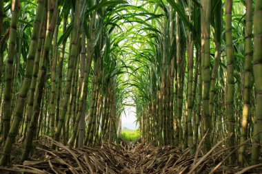 Şeker kamışı bitkileri tarlada yetişir