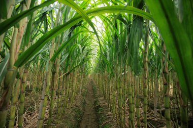 Şeker kamışı bitkileri tarlada yetişir