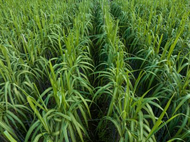 Tarlada büyüyen şeker kamışı bitkilerinin havadan görünüşü