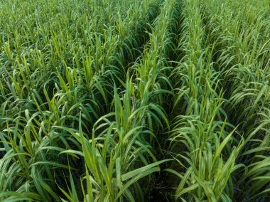 Tarlada büyüyen şeker kamışı bitkilerinin havadan görünüşü