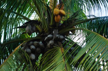 Ağaçta kurutulmuş hindistan cevizi meyvesi