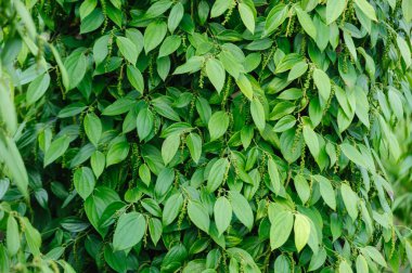 Bahçedeki ağaçta karabiber meyveleri yetişir.