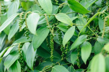 Bahçedeki ağaçta karabiber meyveleri yetişir.