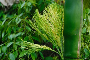 Ağaçtaki Areca palmiye çiçekleri