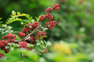 Sichuan Biberi ağaçta yetişir.