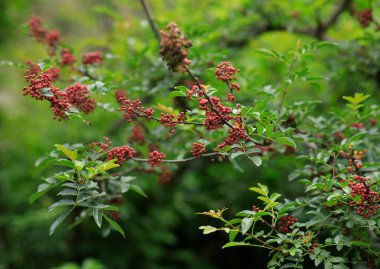 Sichuan Biberi ağaçta yetişir.