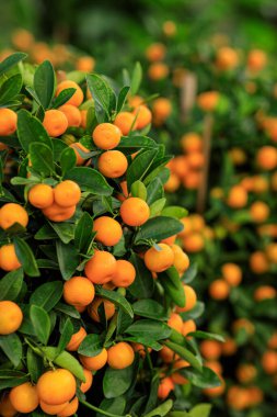 Mandalina portakalları ağaçta yetişir Mutlu bir Çin Yeni Yılı süsü için