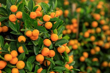 Mandalina portakalları ağaçta yetişir Mutlu bir Çin Yeni Yılı süsü için