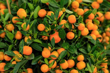 Mandalina portakalları ağaçta yetişir Mutlu bir Çin Yeni Yılı süsü için