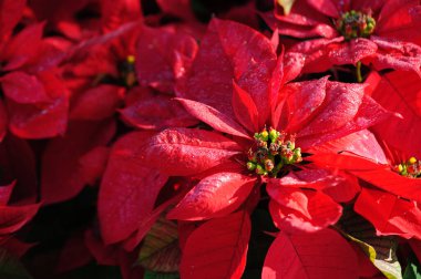 Kırmızı noktalı Noel çiçekleri bahçede