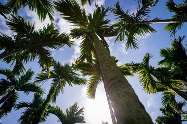 Tropikal ormanda fındık ağaçları