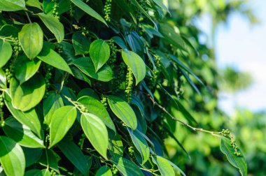 Yapraklı, yapraklı ve yapraklı yeşil bitkiler.