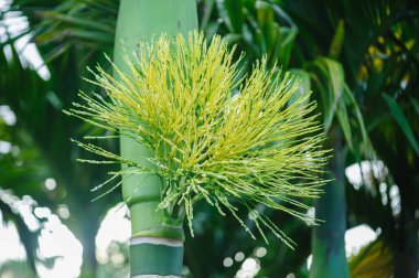 Bahçedeki yeşil palmiyeyi kapat..