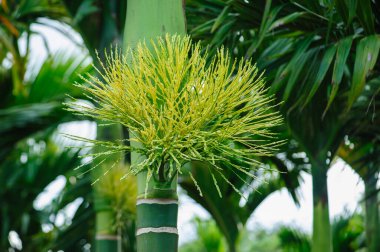 Bahçedeki yeşil palmiyeyi kapat..