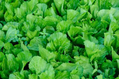 Bahçede yeşil marul yaprakları