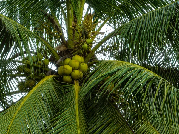 Vzdušný Pohled Kokosové Ovoce Roste Stromě — Stock fotografie