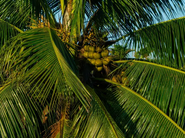 空中看椰子在树上生长 — 图库照片