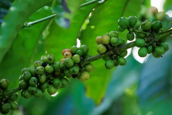 Kawa Rosną Drzewie — Zdjęcie stockowe