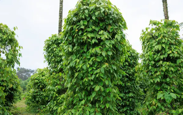 Frutas Pimienta Negra Crecen Árbol Jardín —  Fotos de Stock