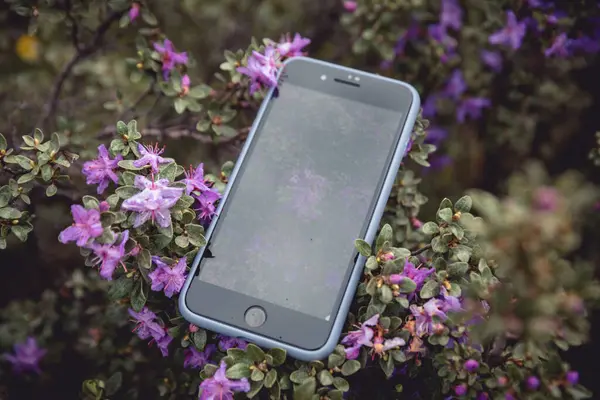 Smartphone Taking Photo Rhododendron Flowers Blooming High Altitude Mountains — Stock Photo, Image