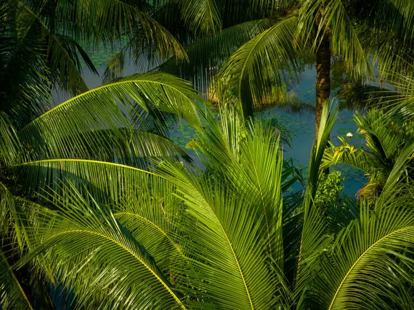 Hindistan Cevizli Palmiye Ağaçları Tarlada Yetişir — Stok fotoğraf