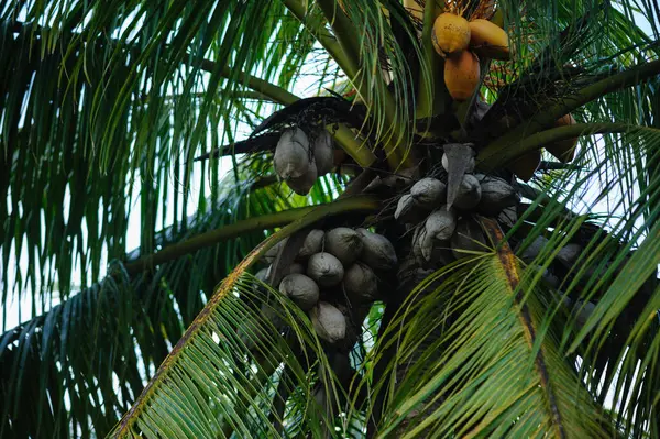 Torkade Kokosfrukter Träd — Stockfoto