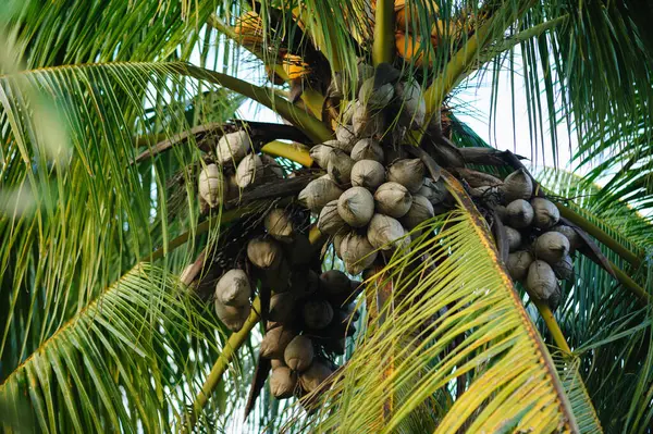 Dried Coconut Fruits Tree — Stock Photo, Image