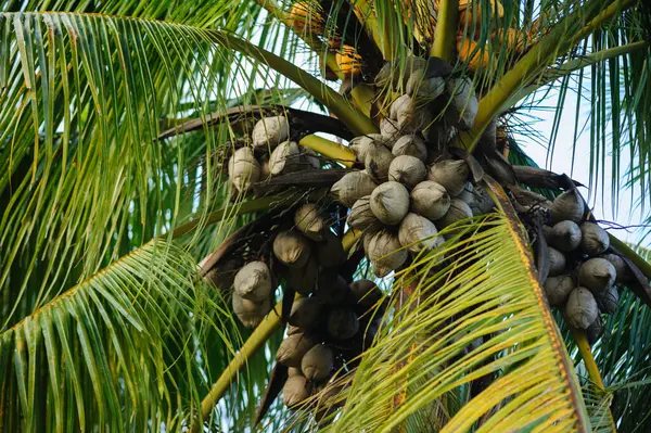 Gedroogde Kokosvruchten Boom — Stockfoto