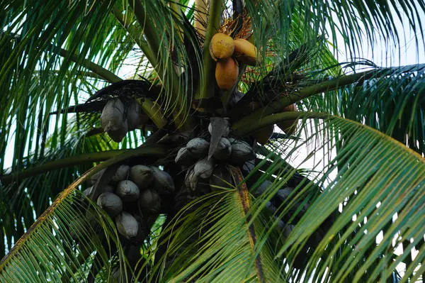 Getrocknete Kokosnussfrüchte Baum — Stockfoto