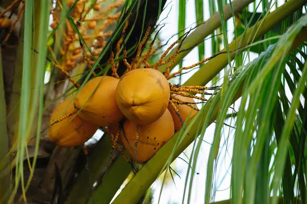 Frutos Coco Crecen Árbol — Foto de Stock