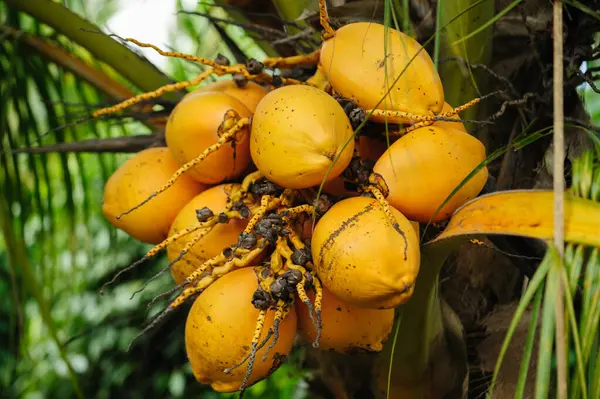 Coconut Fruits Grow Tree — Stock Photo, Image