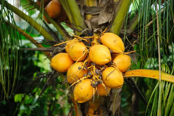 Kokosové Plody Rostou Stromě — Stock fotografie