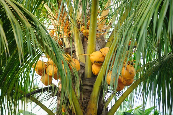 椰子果实生长在树上 — 图库照片