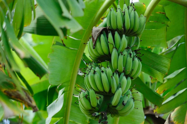 Owoce Bananowe Rosnące Drzewie — Zdjęcie stockowe