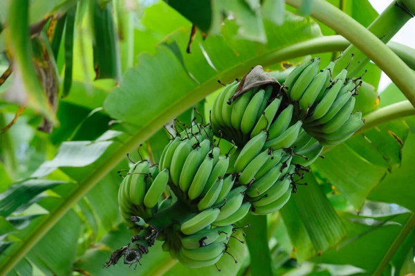 Banana Fruits Growing Tree — Stock Photo, Image