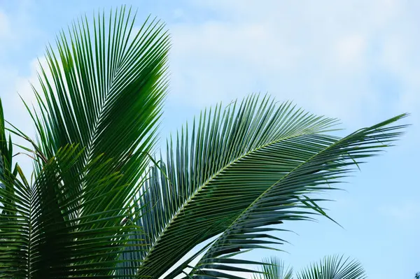 Kokosnöt Träd Blad Blå Himmel — Stockfoto