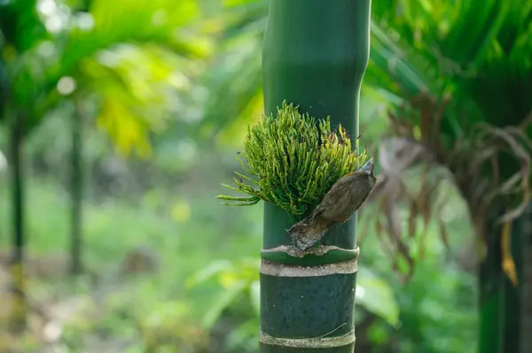 Ağaçtaki Areca Palmiye Çiçekleri — Stok fotoğraf