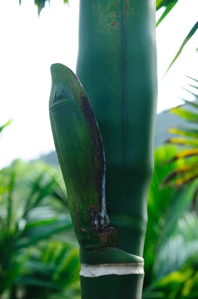 Areka Palmiye Çiçeği Tomurcuğu Ağaçta — Stok fotoğraf