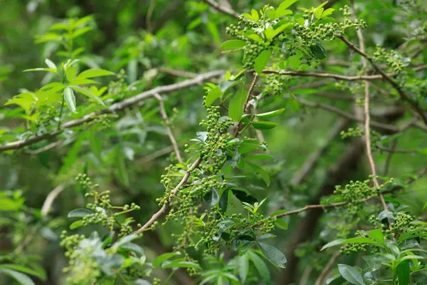 Sichuan Pepper Roste Stromě — Stock fotografie