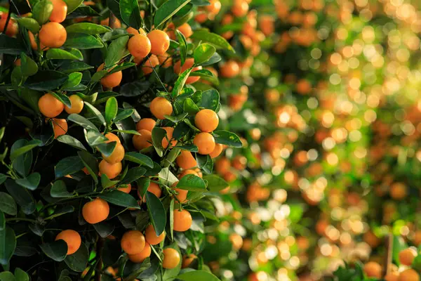 Mandarijn Sinaasappels Groeien Boom Voor Een Gelukkig Chinees Nieuwjaar Decoratie — Stockfoto