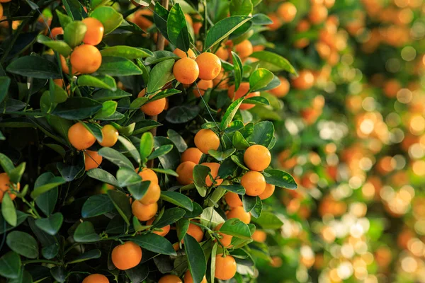 Mandarin Oranges Grow Tree Happy Chinese New Year Decoration — Stock Photo, Image