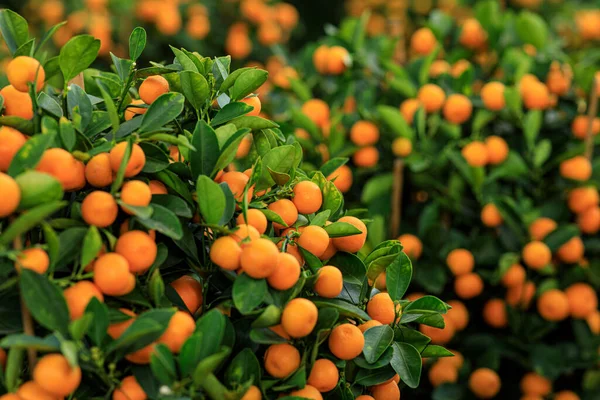 Mandarin Oranges Grow Tree Happy Chinese New Year Decoration — Stock Photo, Image