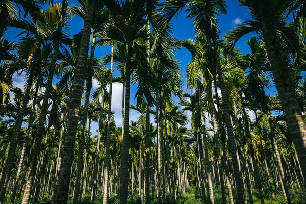 Areca Nut Trees Tropical Forest — Stock Photo, Image