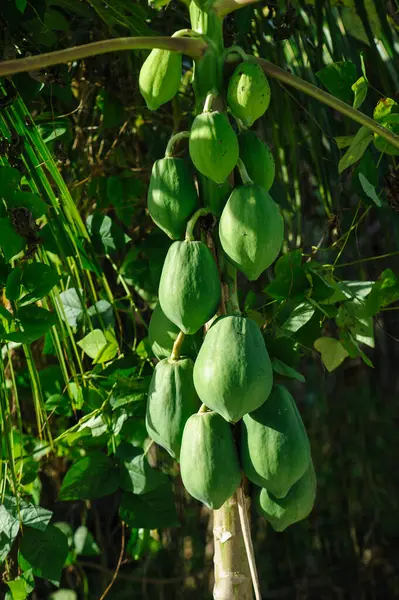 Fruits Verts Noix Coco Sur Arbre — Photo