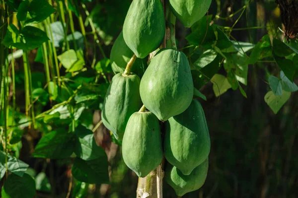 Gröna Kokosfrukter Trädet — Stockfoto