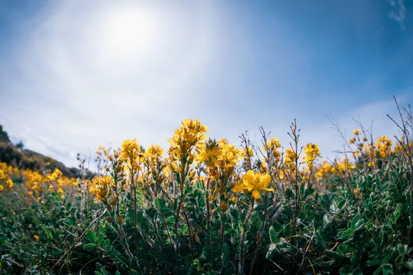 Άγρια Λουλούδια Ανθίζουν Μεγάλο Υψόμετρο Λιβαδιών — Φωτογραφία Αρχείου