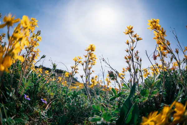 Άγρια Λουλούδια Ανθίζουν Μεγάλο Υψόμετρο Λιβαδιών — Φωτογραφία Αρχείου