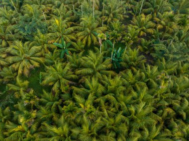 Tropikal ormandaki manzaranın tepesi