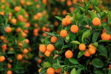 Portakallar mutlu bir Çin Yeni Yılı süsü için ağaçta yetişir.