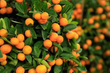 Saksı portakalları, mutlu bir Çin Yeni Yılı süsü için ağaçta yetişir.